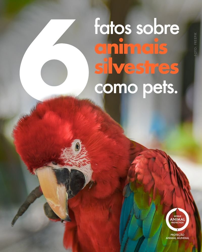 Carousel: 6 facts about wild animals as pets 1