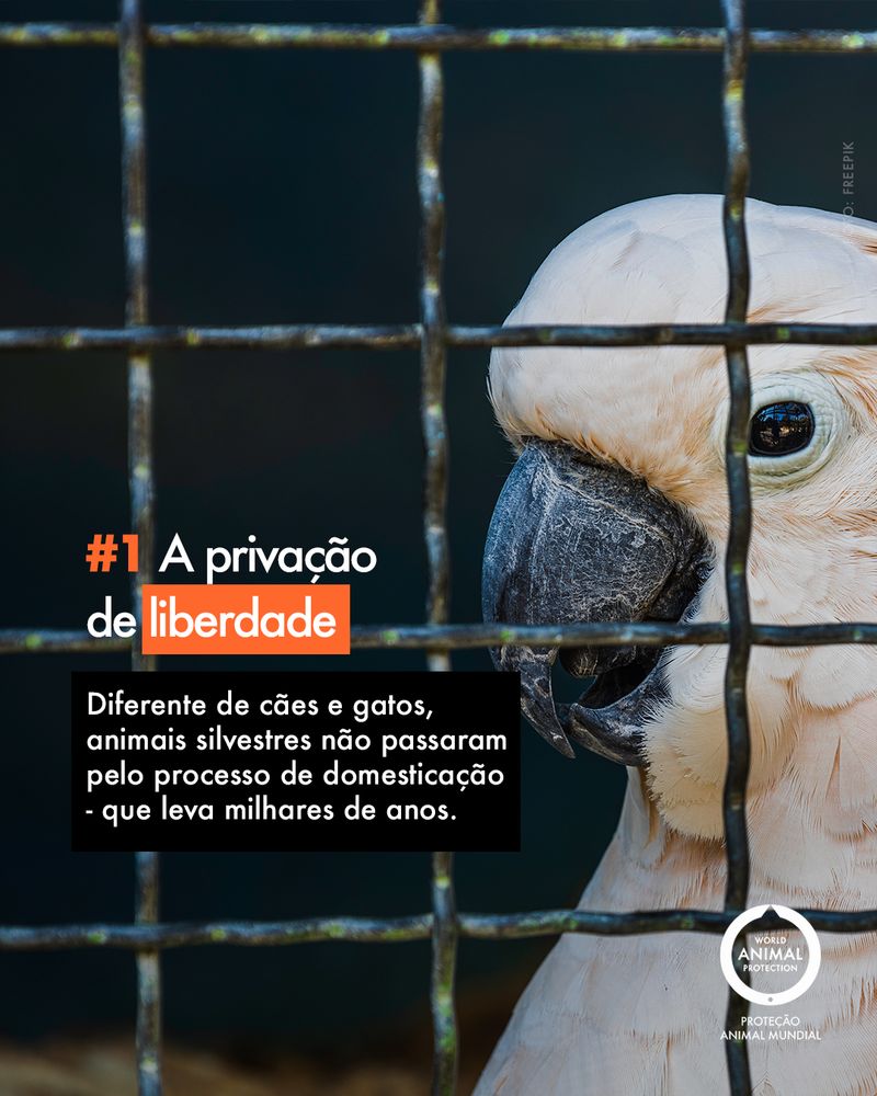 Carousel: 6 facts about wild animals as pets 2
