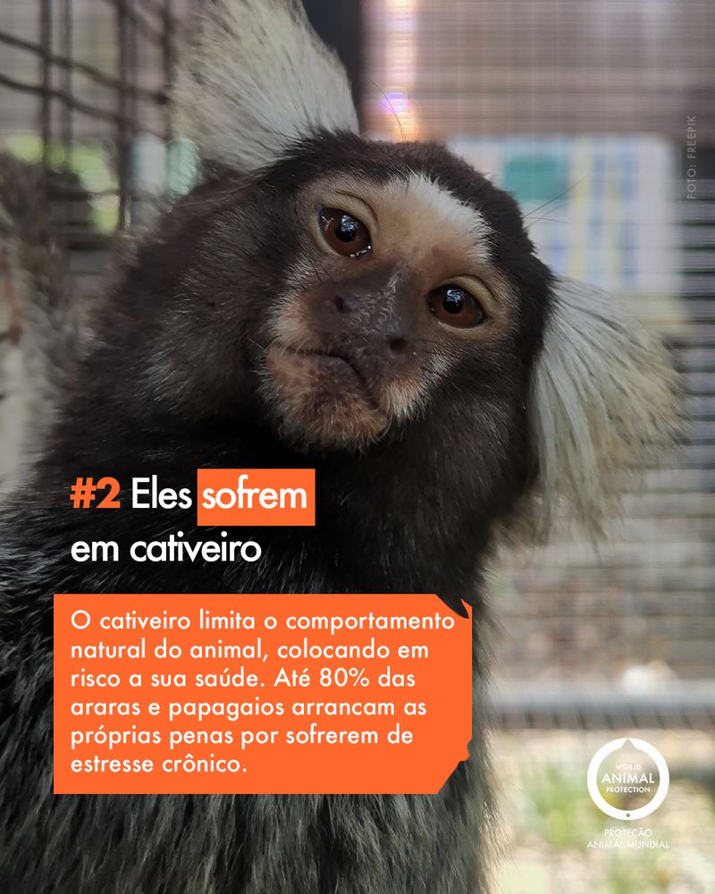 Carousel: 6 facts about wild animals as pets 3