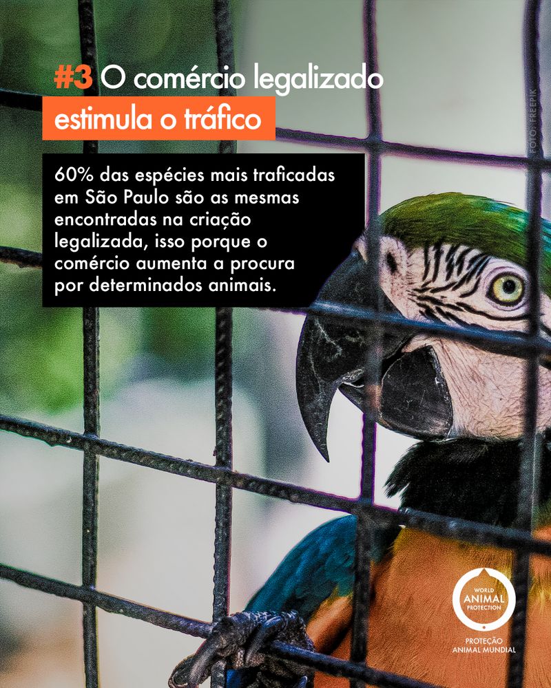 Carousel: 6 facts about wild animals as pets 4
