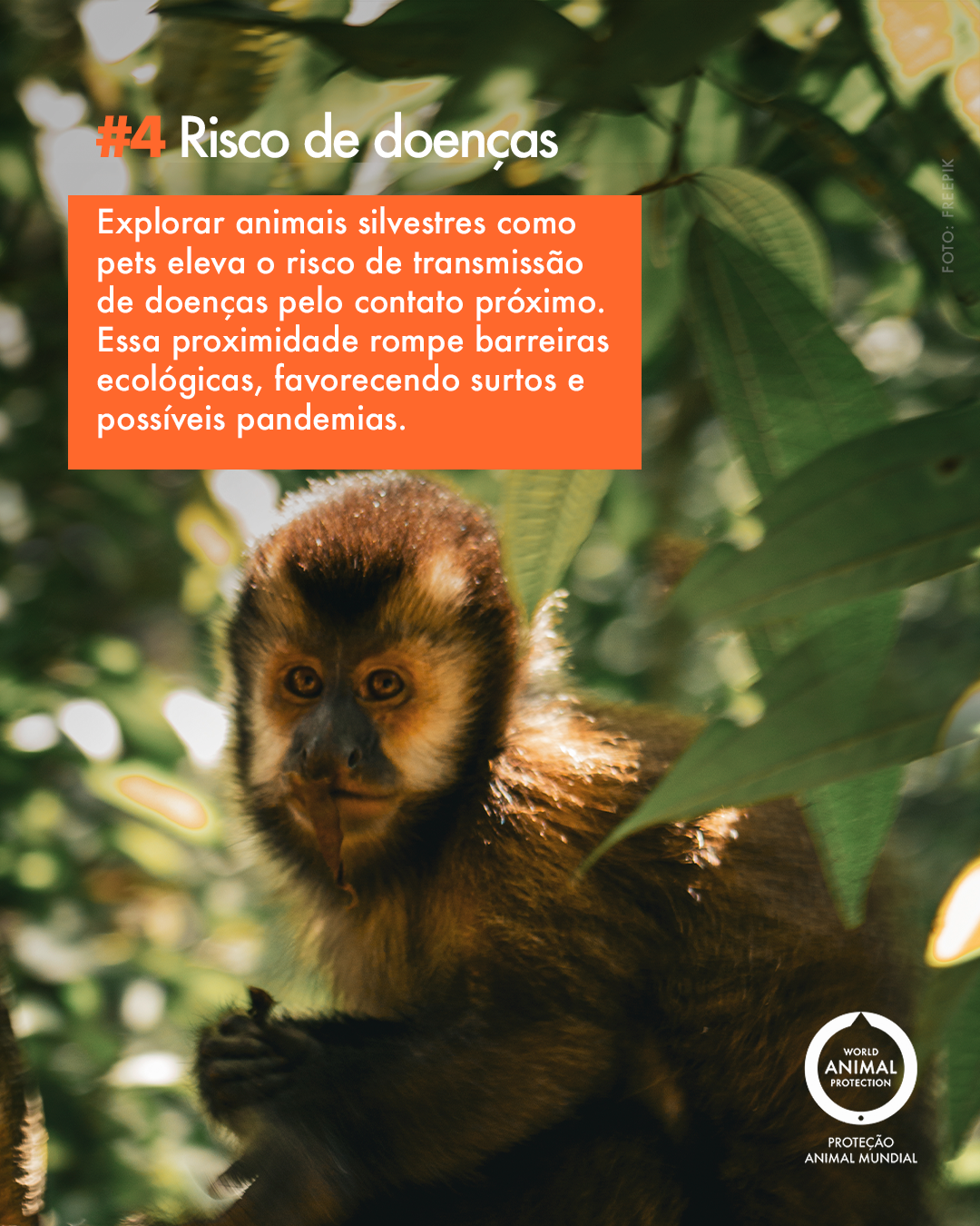 Carrossel: 6 fatos sobre animais silvestres como pets 5