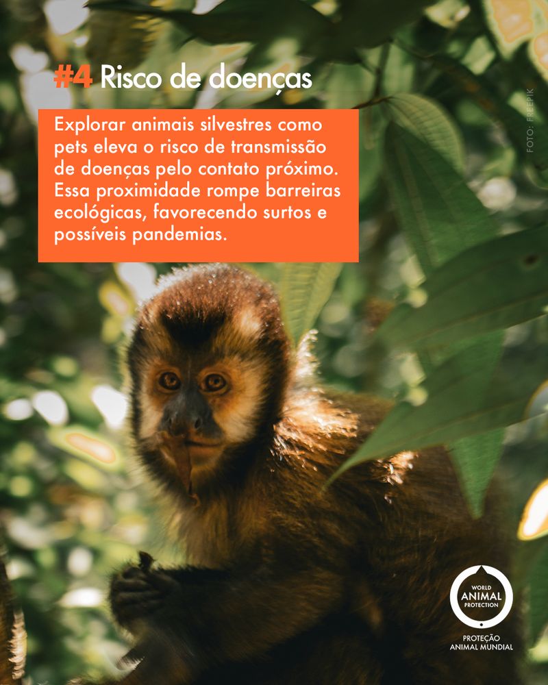 Carousel: 6 facts about wild animals as pets 5
