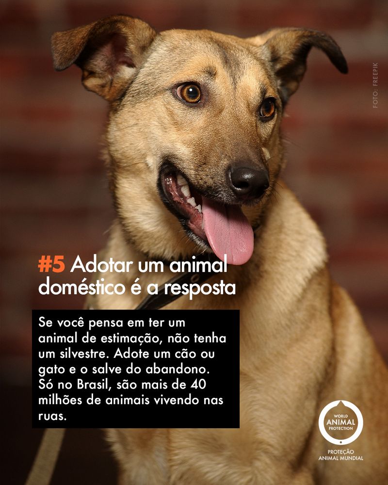 Carousel: 6 facts about wild animals as pets 6