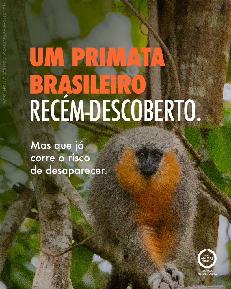 Carousel: A newly discovered Brazilian primate 1