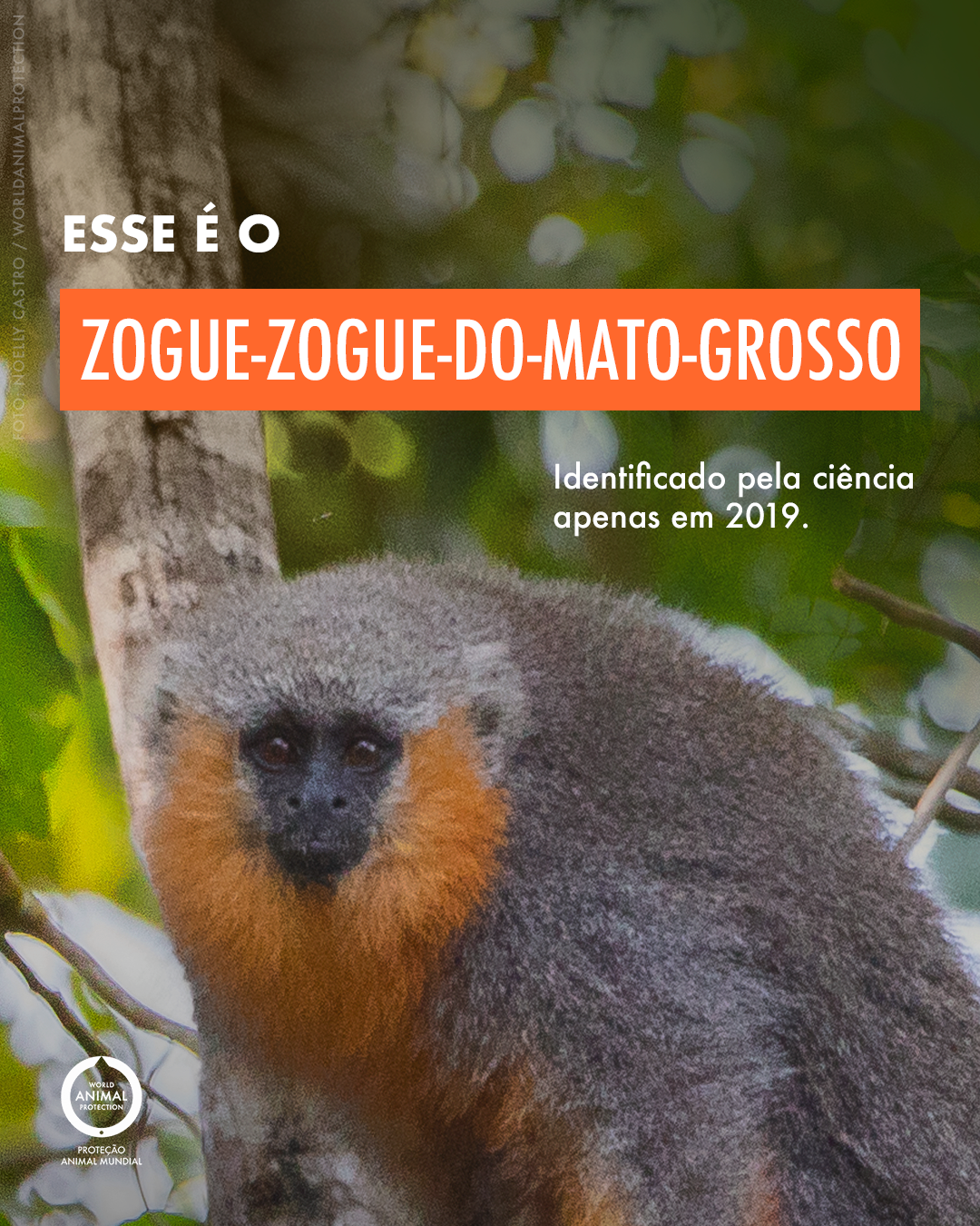 Carrossel: Um primata brasileiro recém-descoberto 2