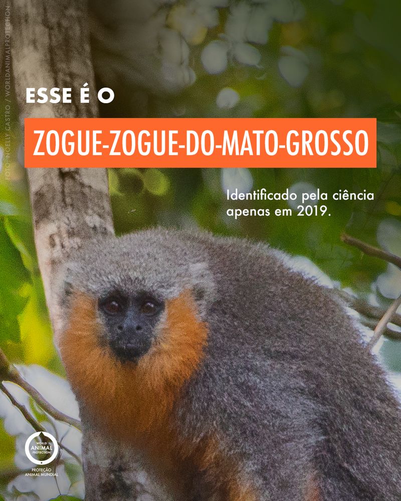 Carousel: A newly discovered Brazilian primate 2