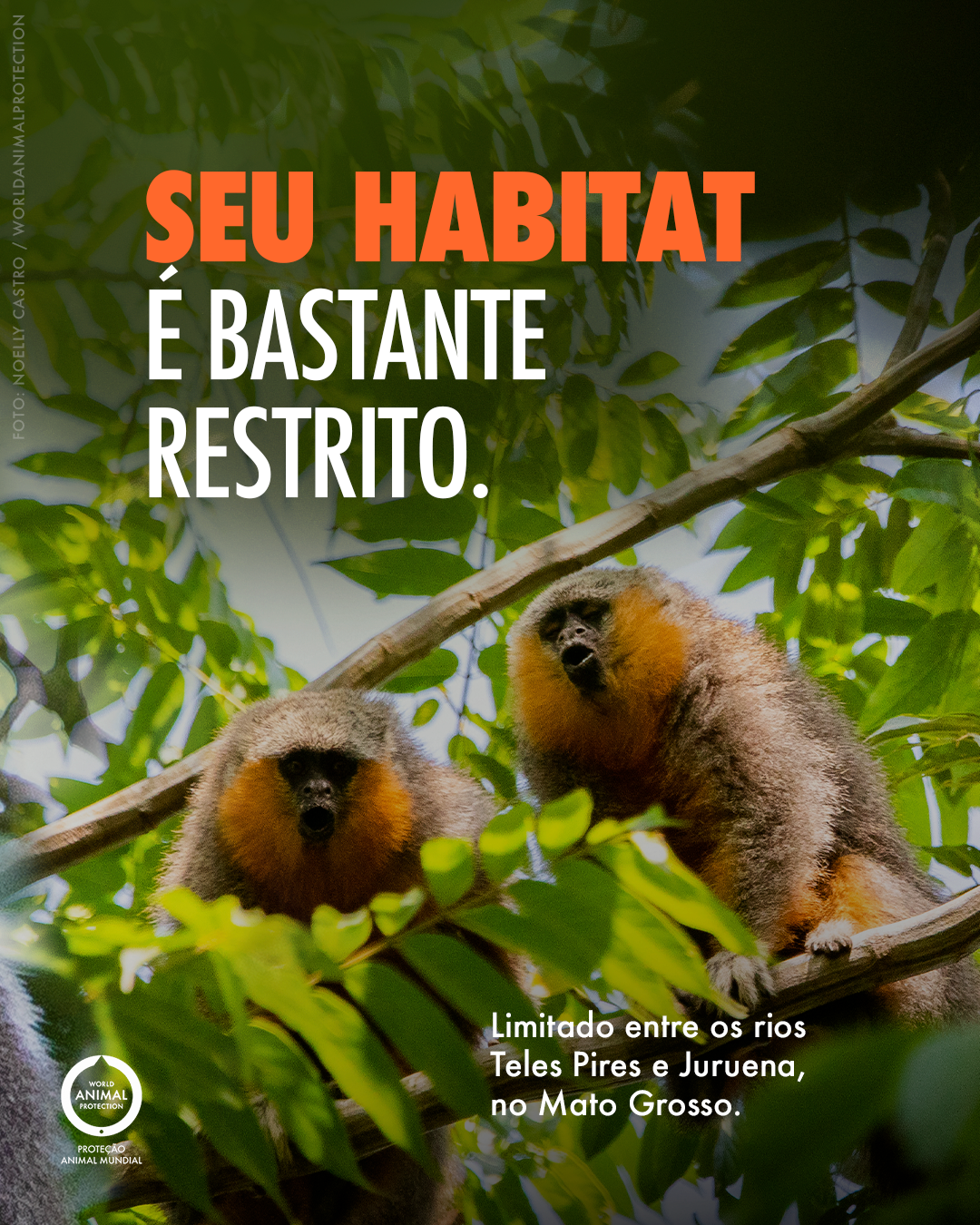 Carrossel: Um primata brasileiro recém-descoberto 3