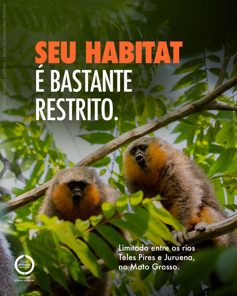 Carousel: A newly discovered Brazilian primate 3