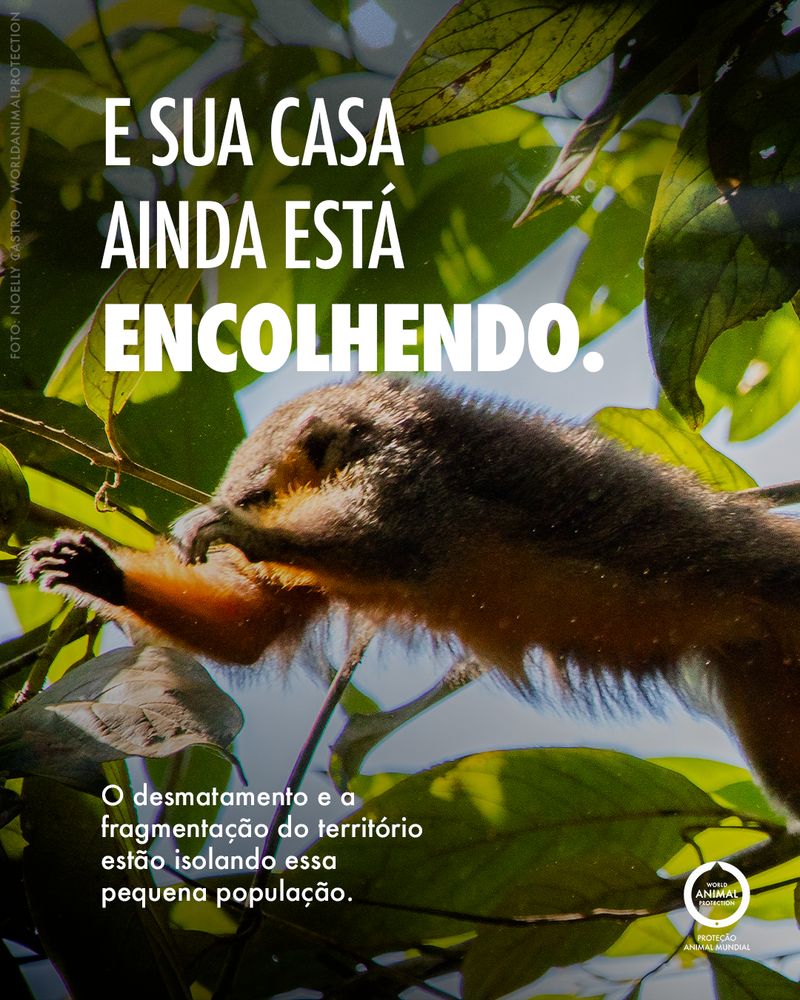 Carousel: A newly discovered Brazilian primate 4