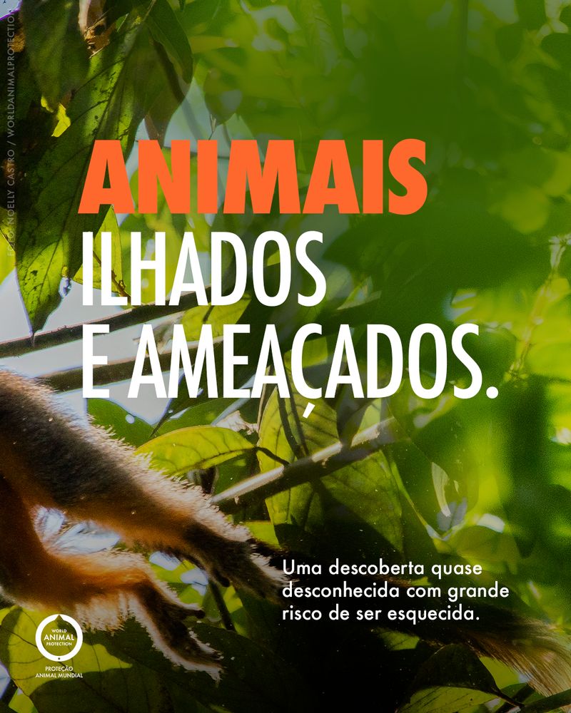 Carousel: A newly discovered Brazilian primate 5