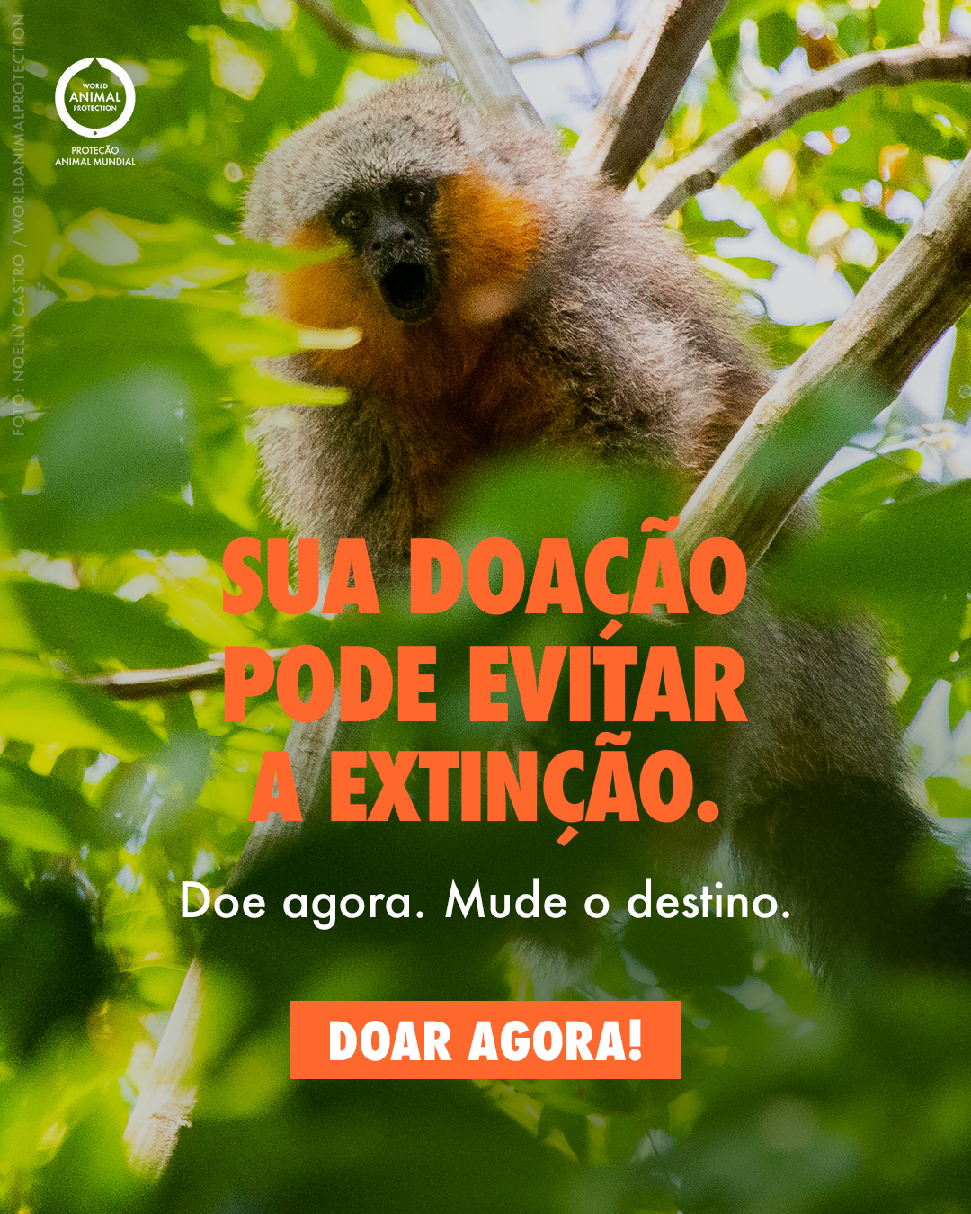 Carrossel: Um primata brasileiro recém-descoberto 6