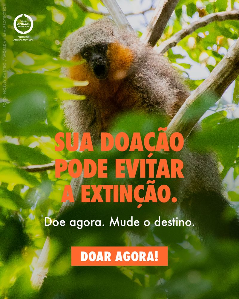 Carousel: A newly discovered Brazilian primate 6