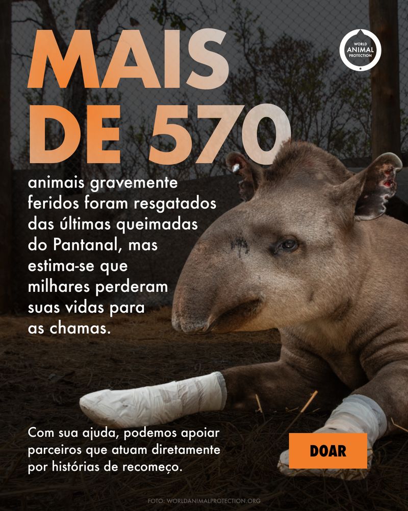 WAP campaign: over 570 animals rescued in the Pantanal