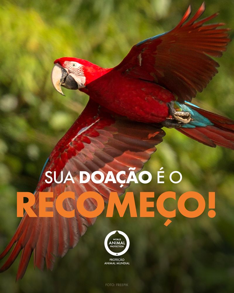 Gestão Mensal de Redes Sociais e Mídia